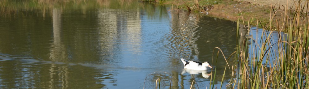 Le Canard en a marre
